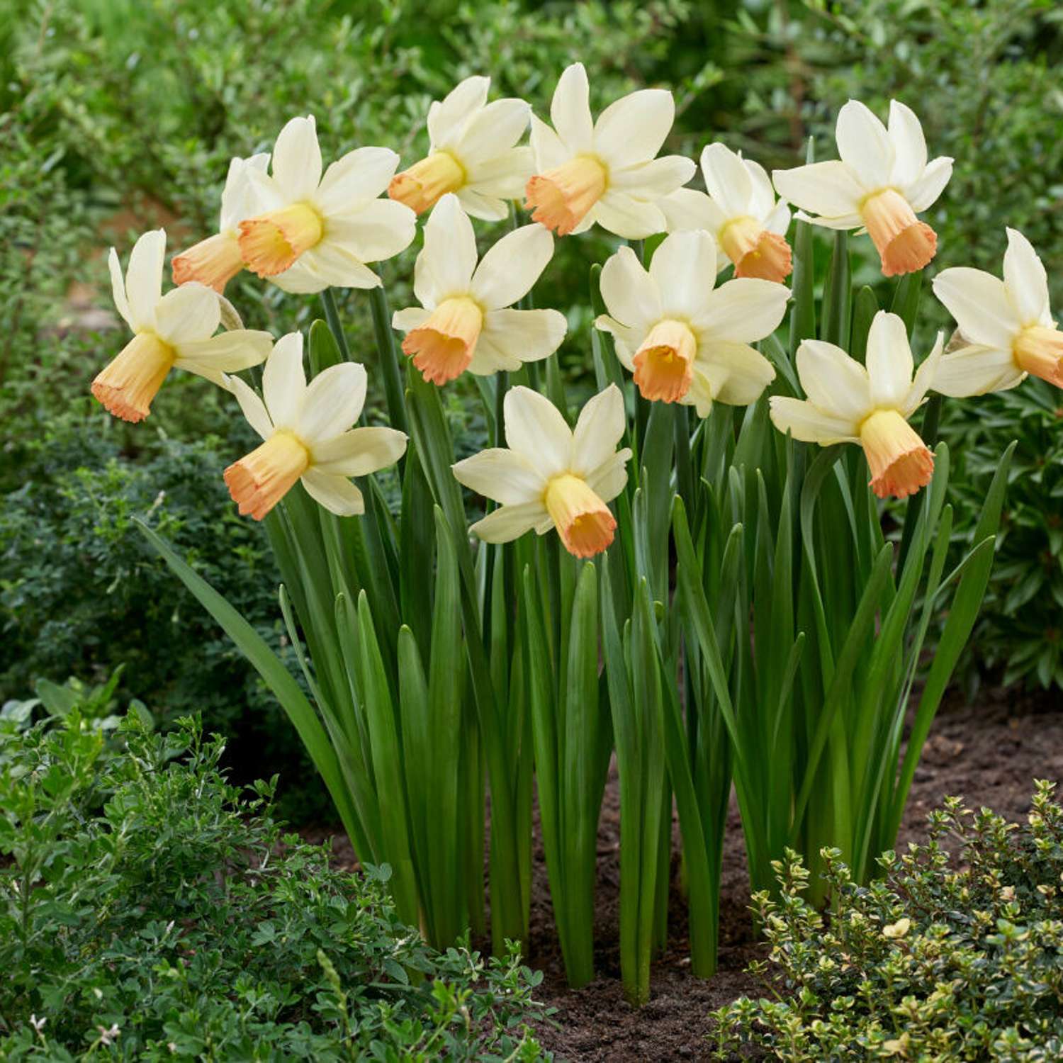Narcissus 'Carice'